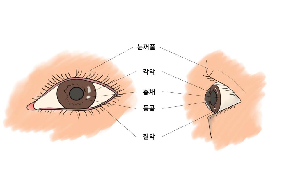 눈의 정면과 측면구조