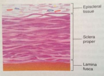공막, 구조와 기능. 눈의 뼈대!