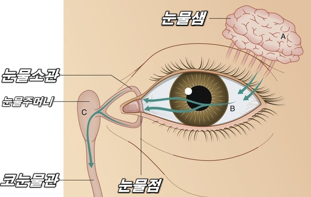 lacrimal gland - dry eye