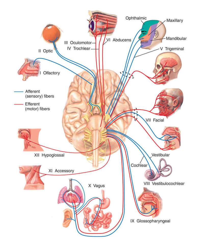 뇌신경 분포