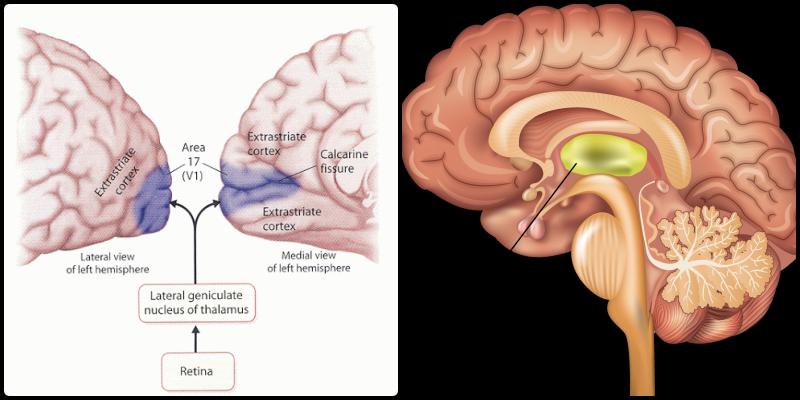 brain epistriatal cortex and thalamus