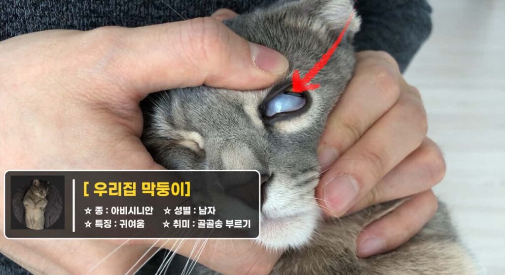 눈 안쪽 가려움 - 고양이 순막