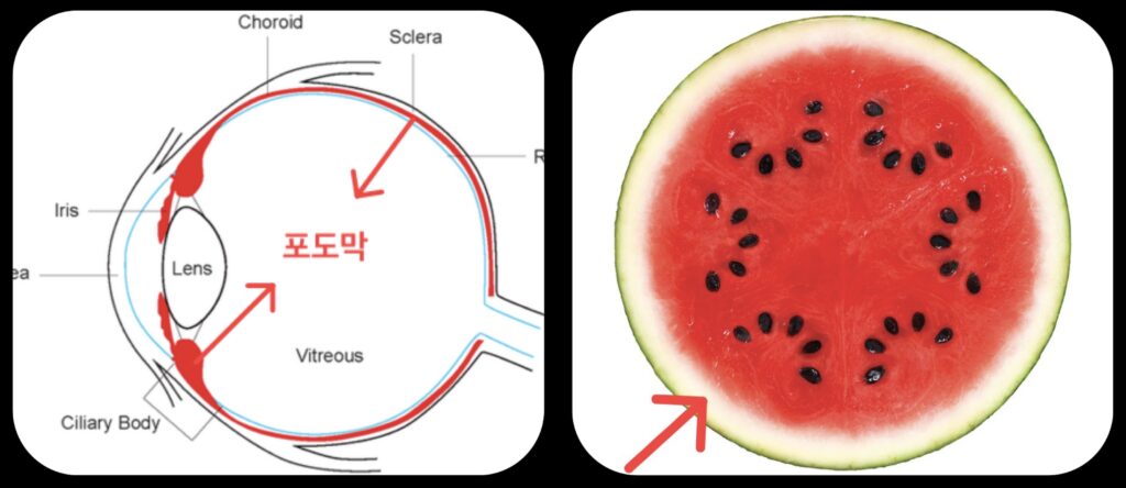 화이자 포도막염